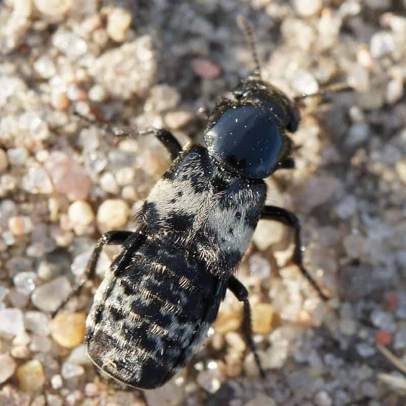 Carrion Beetles: Grooving on Nature, Watching Wildlife, Whilst